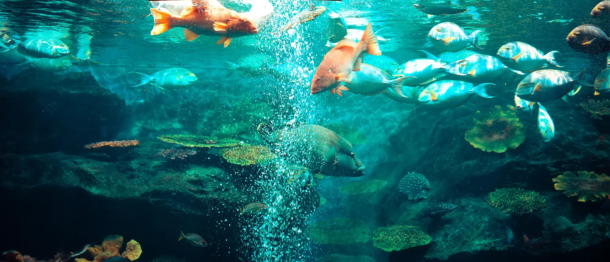 SEA LIFE Bangkok Ocean World